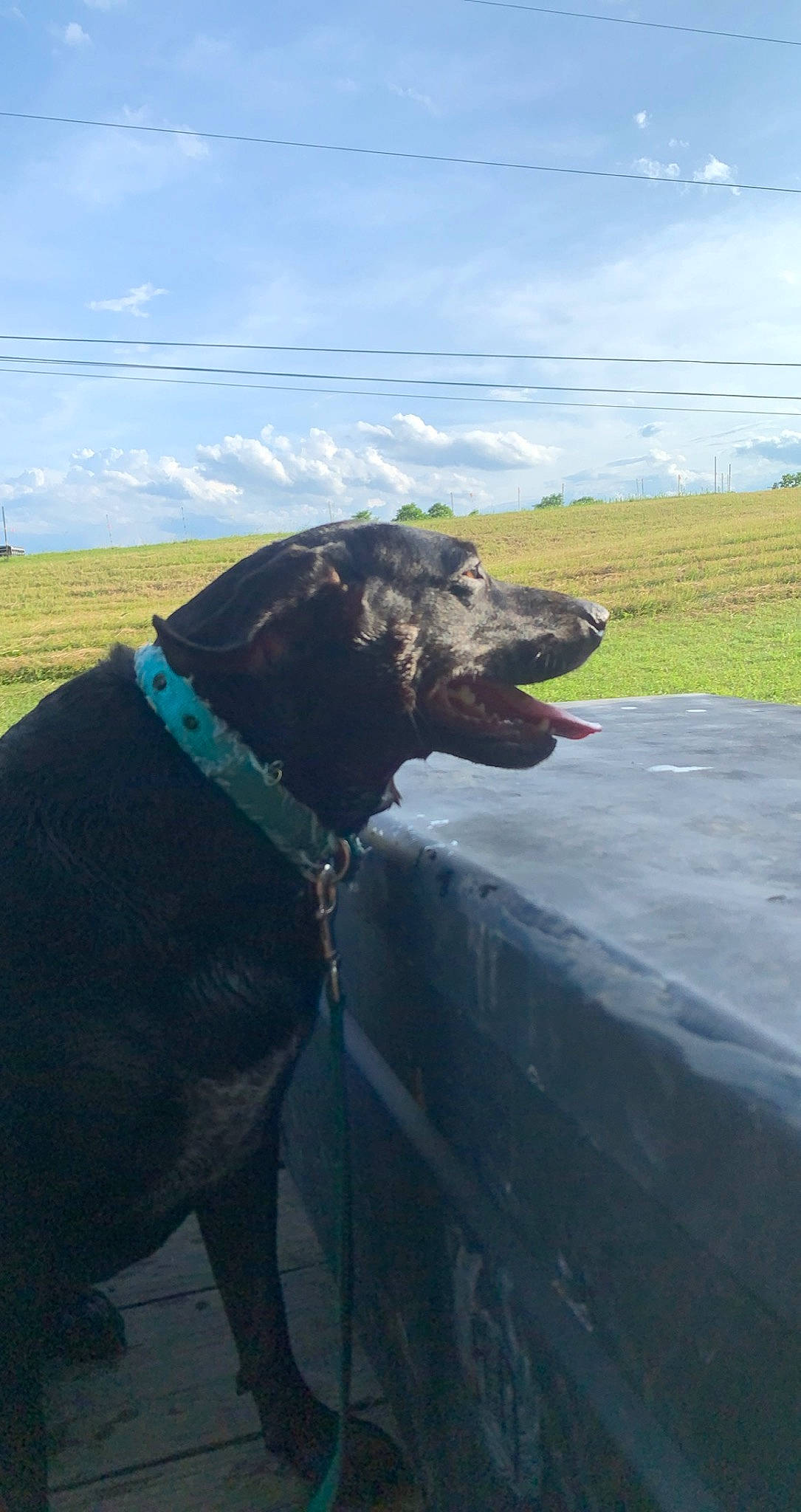 Opal is registered to the contest to win money with this photo: carnivore, cloud, collar, dog, dog_breed, dog_collar, fawn, grass, gun_dog, landscape, leash, liver, mountainous_landforms, pet_supply, plant, retriever, sky, snout, sporting_group, working_animal