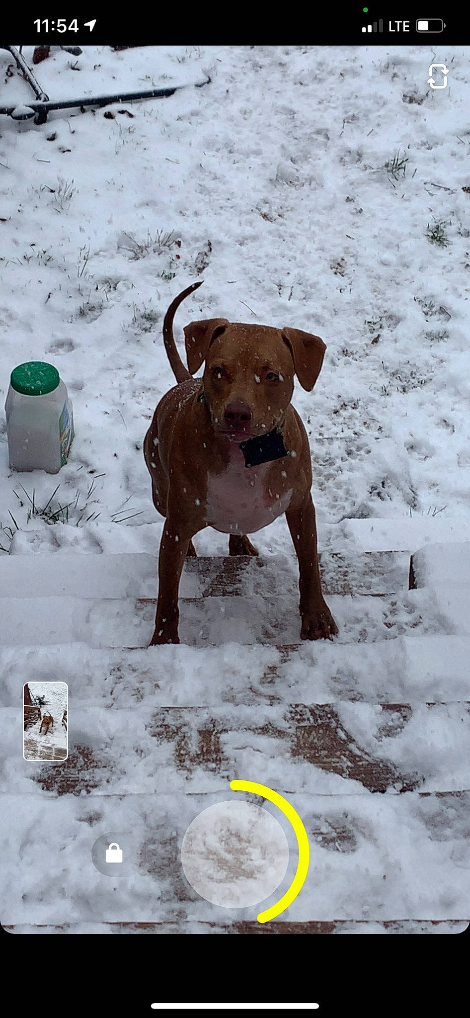 Jax is registered to the contest to win money with this photo: canidae, carnivore, collar, dog, dog_breed, dog_collar, dog_supply, fawn, freezing, liver, pet_supply, precipitation, snout, snow, sporting_group, tail, white, winter, working_animal, working_dog