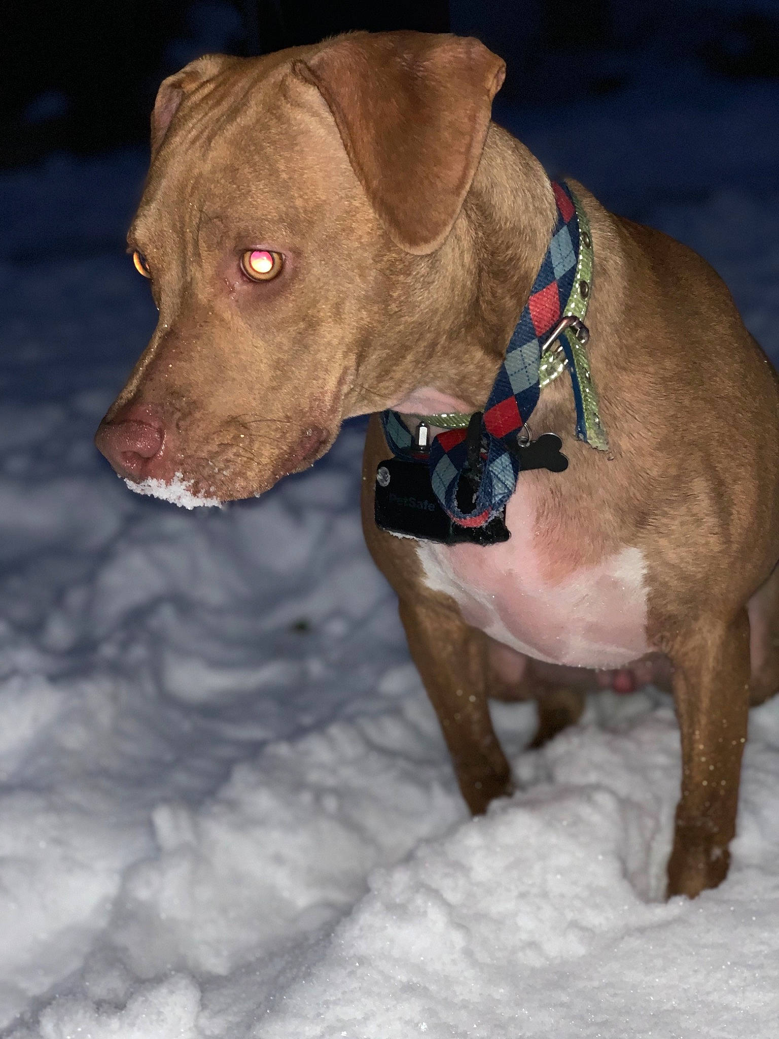 Jax is registered to the contest to win money with this photo: canidae, carnivore, collar, companion_dog, dog, dog_breed, dog_clothes, dog_collar, dog_supply, fawn, liver, non_sporting_group, pet_supply, snout, snow, sporting_group, terrestrial_animal, whiskers, winter, working_animal