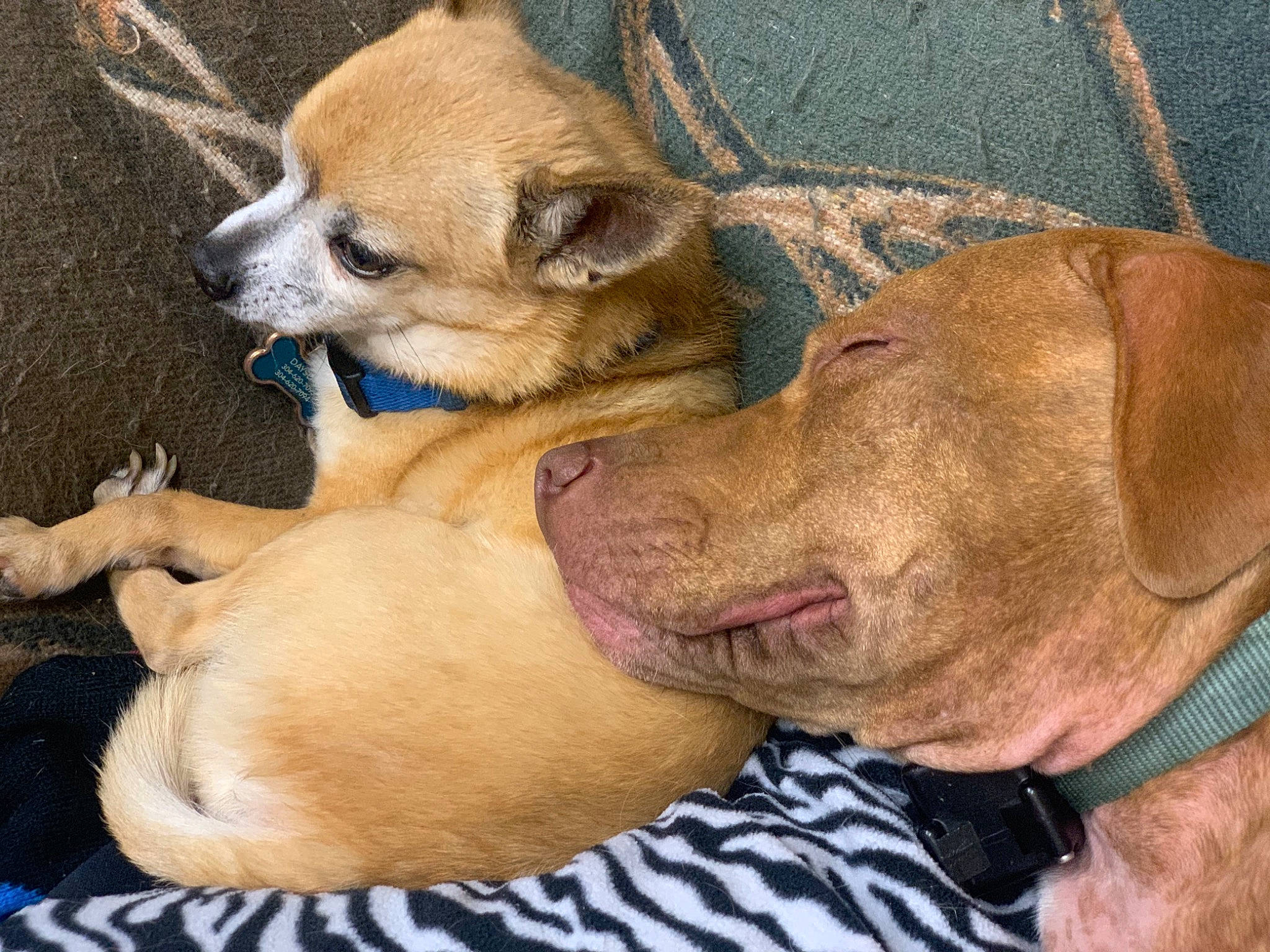 Daysean is registered to the contest to win money with this photo: canidae, carnivore, comfort, companion_dog, dog, dog_breed, dog_supply, ear, fawn, fur, liver, mammal, nap, paw, snout, sporting_group, terrestrial_animal, toy_dog, whiskers, working_animal