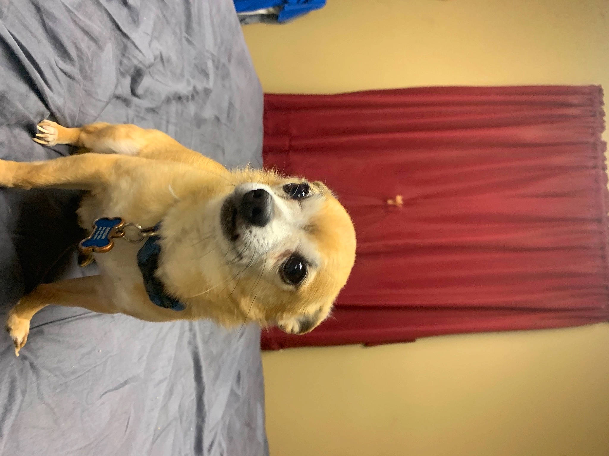 Daysean is registered to the contest to win money with this photo: canidae, carnivore, companion_dog, dog, dog_breed, dog_collar, fawn, flooring, fur, hardwood, non_sporting_group, paw, retriever, snout, sporting_group, tail, whiskers, wood, working_animal