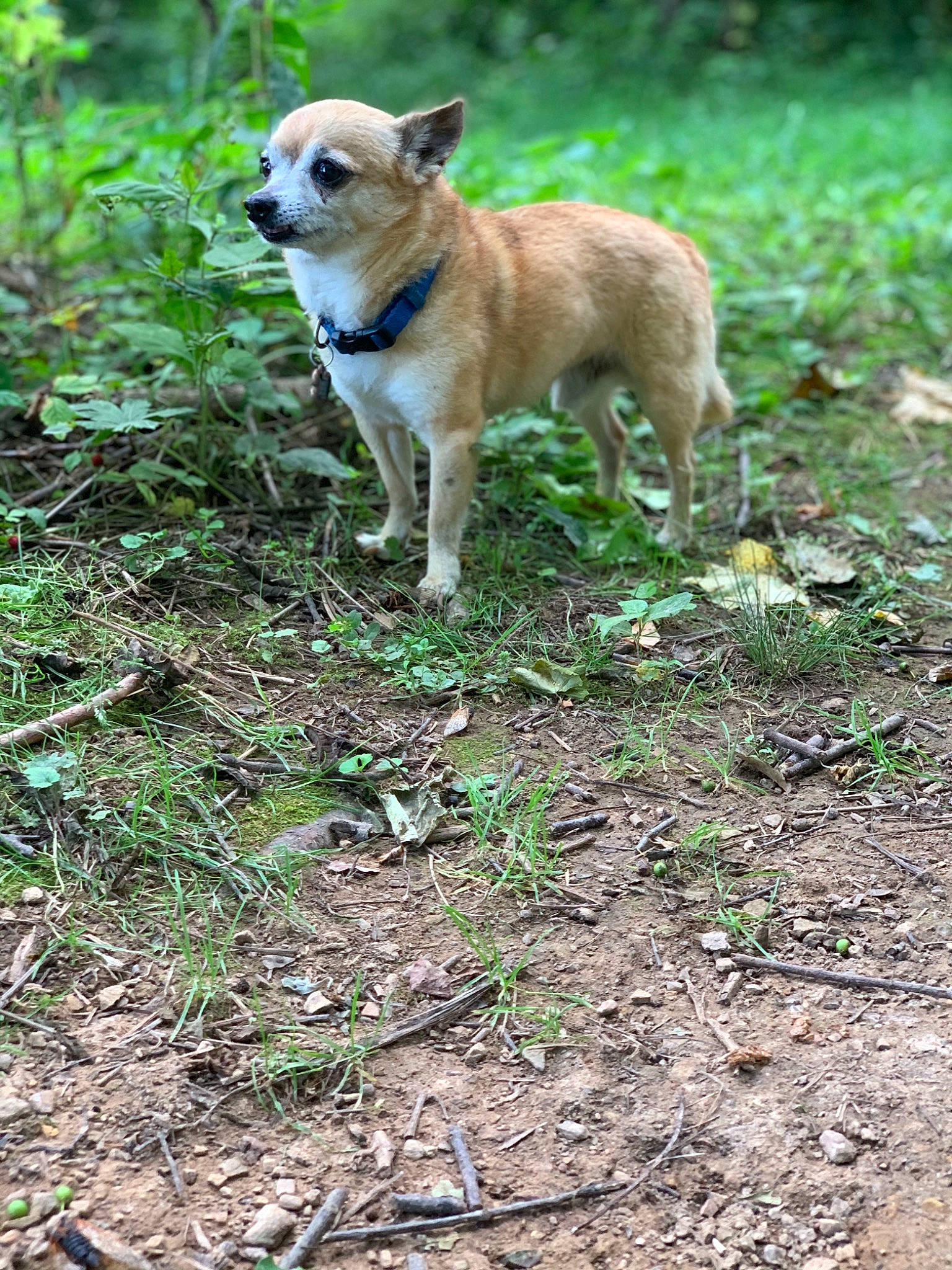 Daysean is registered to the contest to win money with this photo: adventure, ball, canidae, carnivore, collar, companion_dog, dog, dog_breed, dog_collar, fawn, grass, groundcover, plant, snout, soil, sporting_group, tail, terrestrial_animal, tree, working_animal