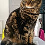 Napoléon a rejoint le concours — aidez-le/la à gagner de superbes lots ! abyssinian, angora, animal, cat, doctor, document, egyptiancat, hardwood, kitten, manx, person, pet, receipt, stainedwood, text, wood