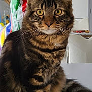 Napoléon participe au concours pour gagner de l'argent avec cette photo : abyssinian, animal, architecture, brush, building, cat, device, diningtable, flag, furniture, indoors, interiordesign, kitten, livingroom, manx, pet, photoframe, room, table, tool