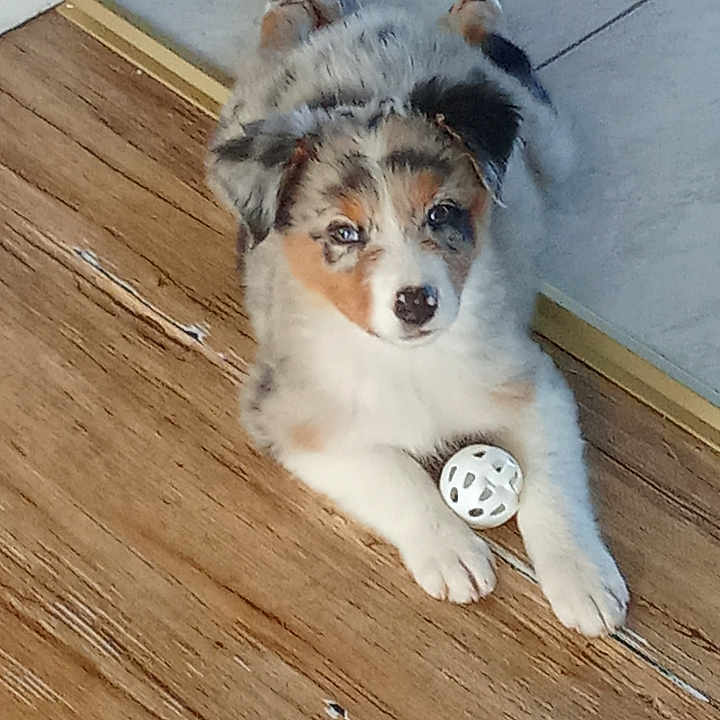 Baly a rejoint le concours — aidez-le/la à gagner de superbes lots ! puppy, dog, toy, wooden_floor, tile_floor, indoor, pet, cute, fur, animal, playful, small_dog, looking_up, white, gray, brown, ears, paws, floor_transition, young_dog
