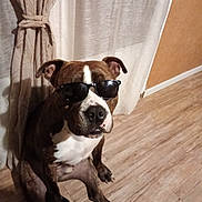 Loki a rejoint le concours — aidez-le/la à gagner de superbes lots ! dog, sunglasses, indoor, curtains, wooden_floor, brown_dog, white_chest, pet, cool, casual, seated, wall, floor, home, domestic, animal, portrait, furniture, relaxed, shadows
