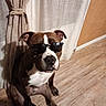 dog, sunglasses, indoor, curtains, wooden_floor, brown_dog, white_chest, pet, cool, casual, seated, wall, floor, home, domestic, animal, portrait, furniture, relaxed, shadows