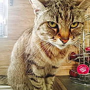 Bébé participe au concours pour gagner de l'argent avec cette photo : cat, tabby_cat, pet, animal, feline, indoor, kitchen, sink, coffee_pods, metal_rack, closeup, whiskers, fur, ears, eyes, face, paws, domestic_animal, striped, curious
