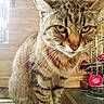 cat, tabby_cat, pet, animal, feline, indoor, kitchen, sink, coffee_pods, metal_rack, closeup, whiskers, fur, ears, eyes, face, paws, domestic_animal, striped, curious
