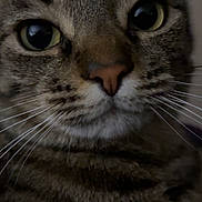 Sweet Pea is registered to the contest to win money with this photo: close_up, tabby_cat, whiskers, fur, eyes, nose, pet, animal, cute, indoor, portrait, mammal, feline, striped, face, curious, domestic_cat, whiskers_visible, head, looking