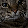 close_up, tabby_cat, whiskers, fur, eyes, nose, pet, animal, cute, indoor, portrait, mammal, feline, striped, face, curious, domestic_cat, whiskers_visible, head, looking