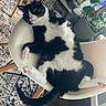 animal, black_and_white_cat, carpet, cat, chair, cozy, cute, feline, fur, home, indoor, modern_furniture, paw, pet, pink_paw_pads, plant, pot, relaxed, resting, wood_floor