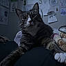 cat, tabby, pet, animal, indoor, low_light, stretching, paw, whiskers, bed, blanket, drawing, artwork, wall, feline, curious, portrait, closeup, relaxed, home