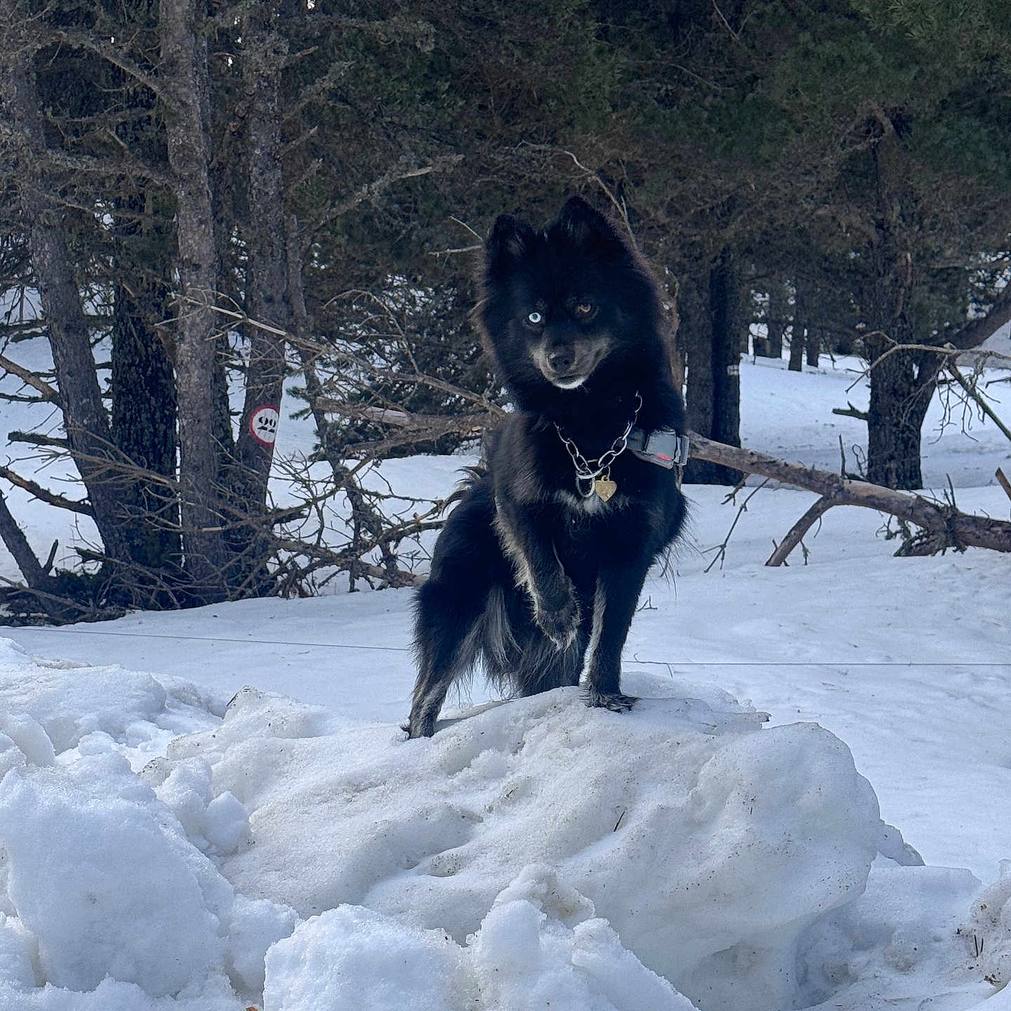 Sansa participe au concours pour gagner de l'argent avec cette photo : dog, black_dog, snow, winter, forest, trees, outdoor, animal, canine, cold, nature, one_blue_eye, heterochromia, standing, collar, mound, majestic, fur, wild, landscape