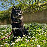Sansa a rejoint le concours — aidez-le/la à gagner de superbes lots ! dog, black_dog, blue_eyes, collar, leash, grass, flowers, daisies, meadow, sunlight, outdoor, nature, pet, animal, spring, greenery, plant, summer, canine, peaceful