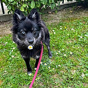 Sansa participe au concours pour gagner de l'argent avec cette photo : dog, black_dog, heterochromia, blue_eye, brown_eye, flower, daisy, leash, grass, greenery, outdoor, pet, canine, nature, spring, cute, animal, fur, ears, walk