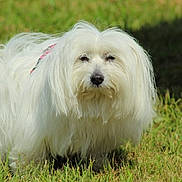Lola a rejoint le concours — aidez-le/la à gagner de superbes lots ! dog, white_dog, fluffy, long_hair, small_dog, pet, animal, portrait, outdoor, grass, lawn, garden, standing, looking_at_camera, black_nose, dark_eyes, pink_collar, fur, nature, close_up