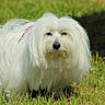 dog, white_dog, fluffy, long_hair, small_dog, pet, animal, portrait, outdoor, grass, lawn, garden, standing, looking_at_camera, black_nose, dark_eyes, pink_collar, fur, nature, close_up