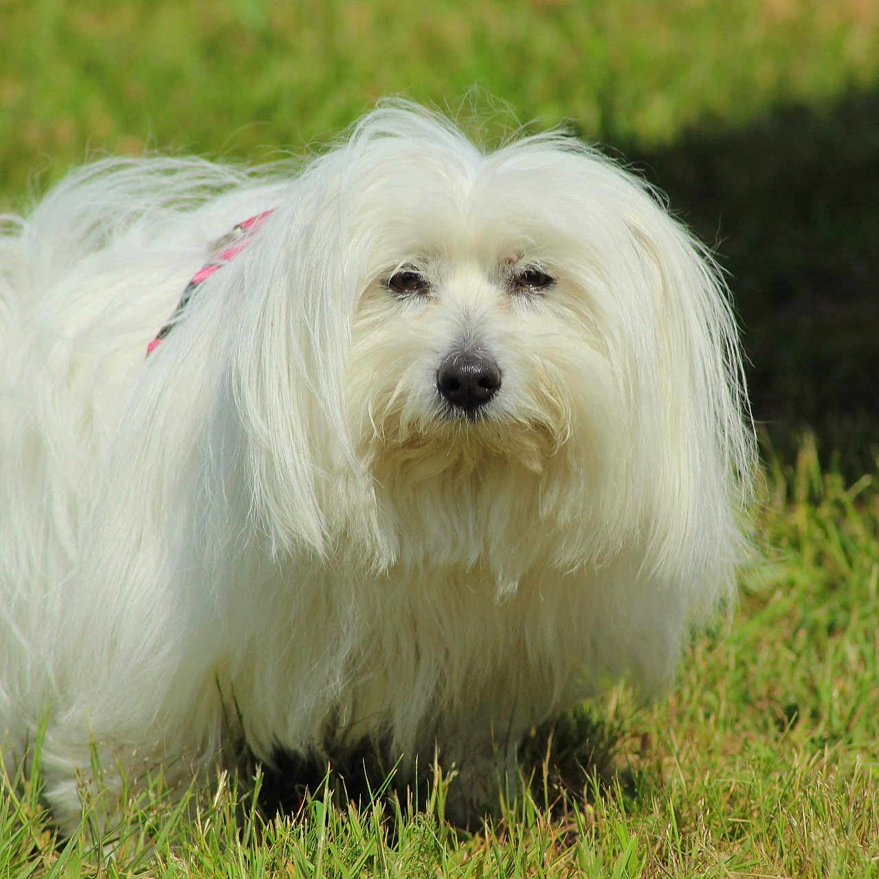 Lola a rejoint le concours — aidez-le/la à gagner de superbes lots ! dog, white_dog, fluffy, long_hair, small_dog, pet, animal, portrait, outdoor, grass, lawn, garden, standing, looking_at_camera, black_nose, dark_eyes, pink_collar, fur, nature, close_up