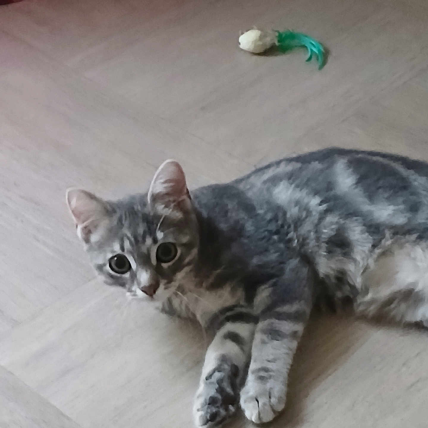 Appolo a rejoint le concours — aidez-le/la à gagner de superbes lots ! animal, cat, curious, cute, domestic, ears, feather, feline, floor, gray_tabby, indoor, lying_down, paws, pet, playful, resting, toy, whiskers, wooden_floor, young_cat