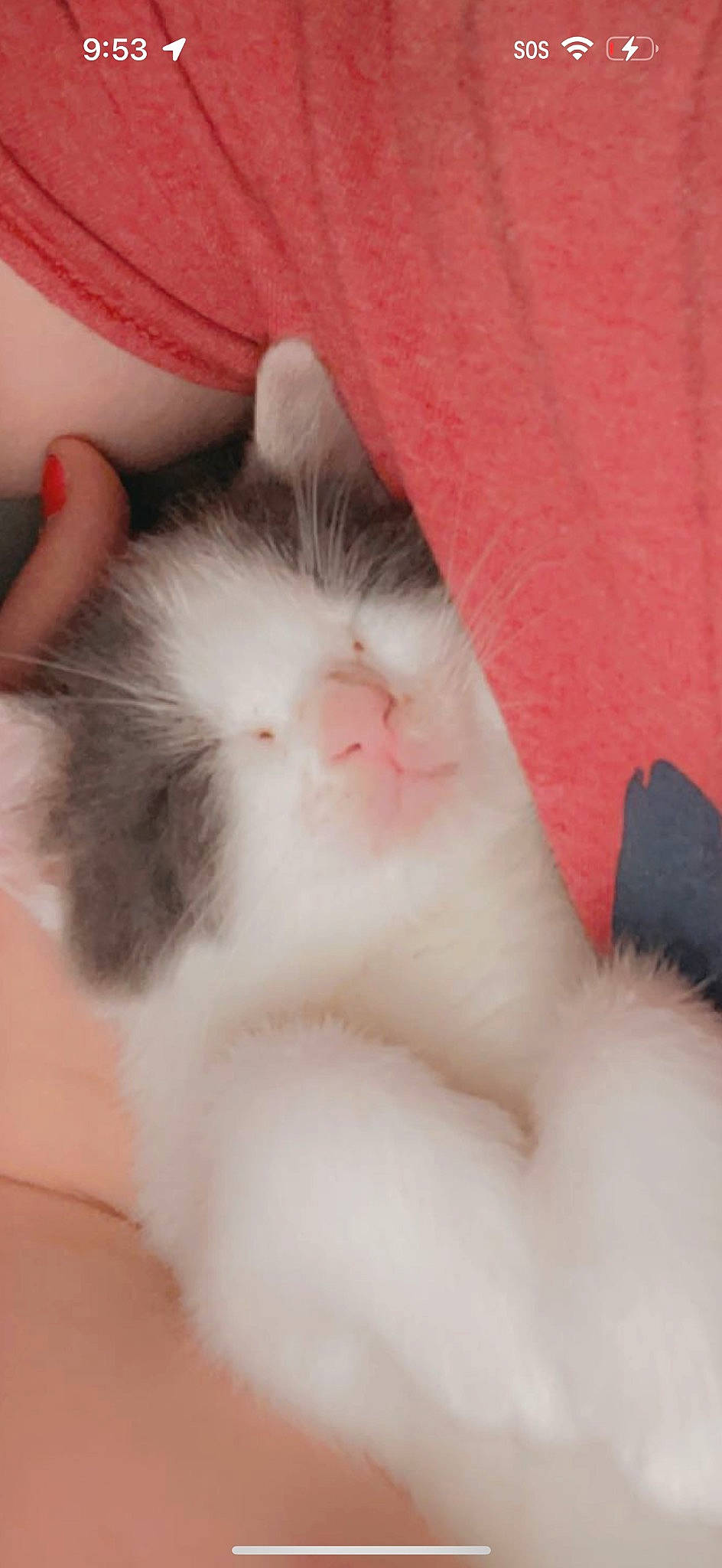 Daffodil joined the competition — help win amazing prizes! carnivore, cat, claw, comfort, fawn, felidae, flesh, foot, fur, nail, paw, small_to_medium_sized_cats, tail, terrestrial_animal, whiskers