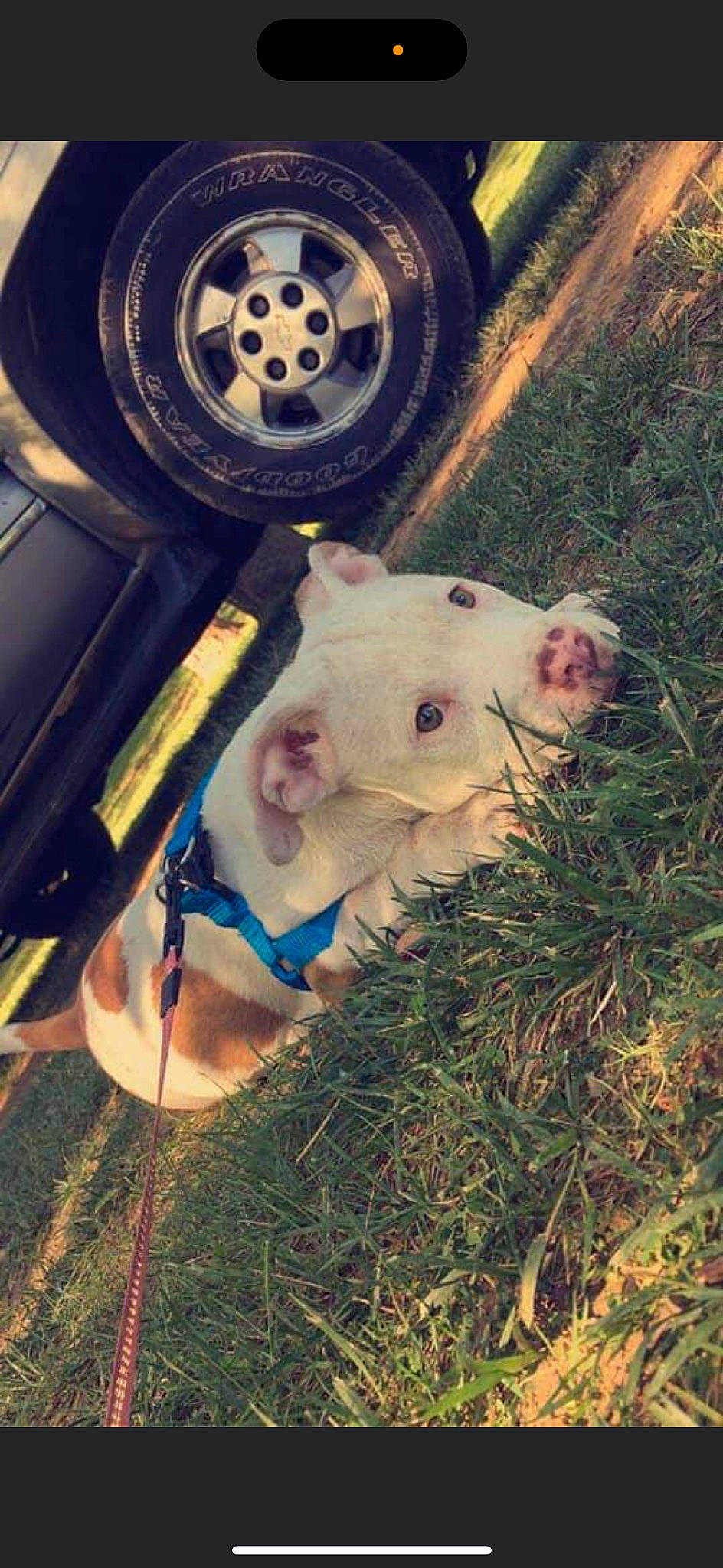 Duke is registered to the contest to win money with this photo: alloy_wheel, automotive_exterior, automotive_lighting, automotive_tire, bumper, carnivore, dog_breed, fawn, fender, gas, grass, hood, hubcap, motor_vehicle, snout, synthetic_rubber, tire, tread, vehicle_door, wheel