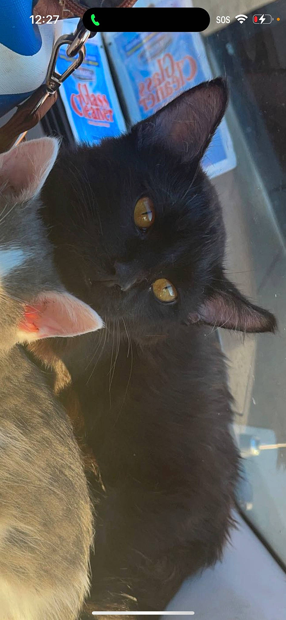 Tanjiro joined the competition — help win amazing prizes! black_cat, carnivore, cat, claw, domestic_short_haired_cat, ear, felidae, fur, small_to_medium_sized_cats, snout, tail, terrestrial_animal, whiskers