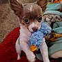 chihuahua, puppy, dog, toy, blue_duck, blanket, indoor, pet, small_dog, cute, fur, carpet, cozy, animal, playful, looking_up, ears_up, soft_toy, hand, bedroom