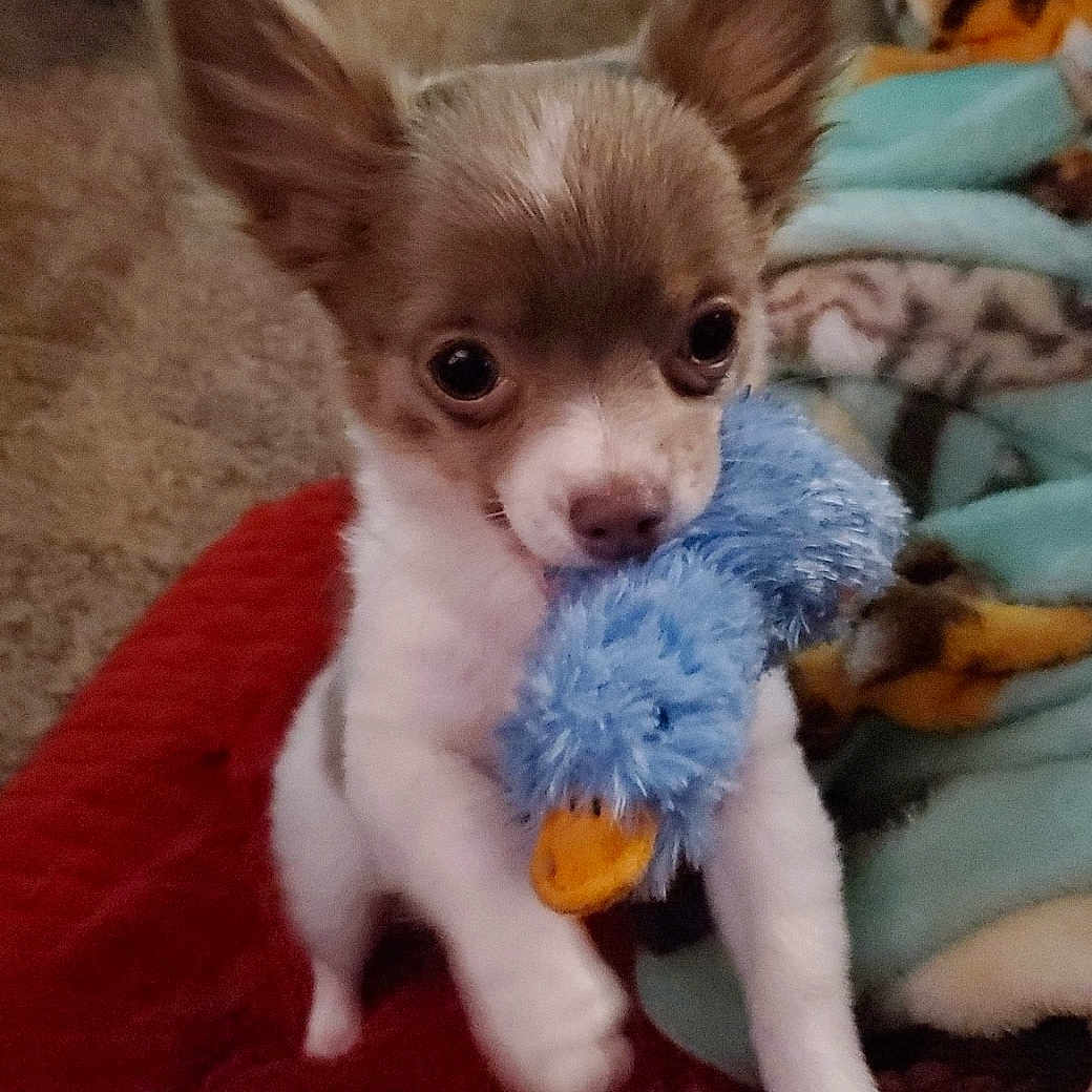 Willow joined the competition — help win amazing prizes! animal, bedroom, blanket, blue_duck, carpet, chihuahua, cozy, cute, dog, ears_up, fur, hand, indoor, looking_up, pet, playful, puppy, small_dog, soft_toy, toy
