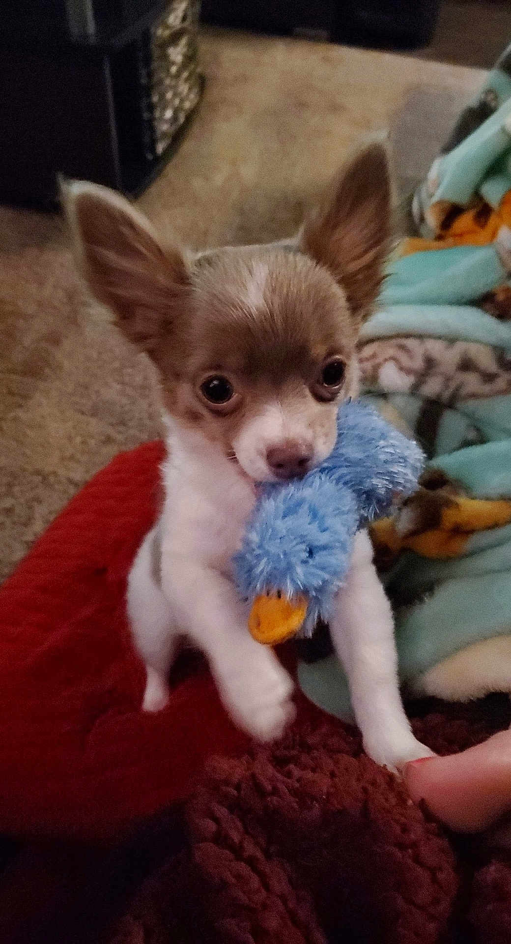 Willow joined the competition — help win amazing prizes! chihuahua, puppy, dog, toy, blue_duck, blanket, indoor, pet, small_dog, cute, fur, carpet, cozy, animal, playful, looking_up, ears_up, soft_toy, hand, bedroom