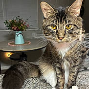 Remi is registered to the contest to win money with this photo: cat, tabby_cat, yellow_eyes, whiskers, fluffy_tail, sitting, indoor, countertop, table, vase, flowers, blurred_background, domestic_animal, pet, feline, curious, closeup, fur, white_paws, cozy