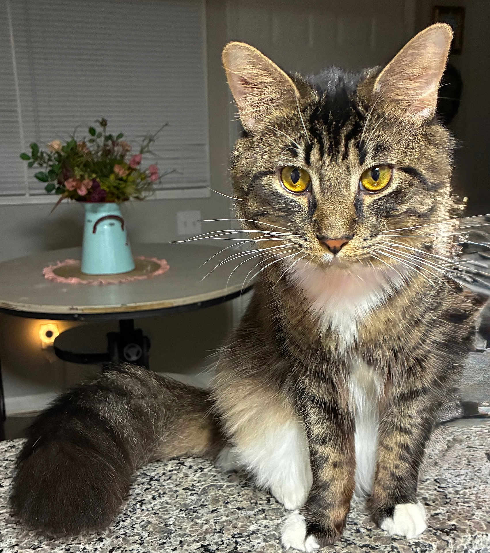 Remi is registered to the contest to win money with this photo: cat, tabby_cat, yellow_eyes, whiskers, fluffy_tail, sitting, indoor, countertop, table, vase, flowers, blurred_background, domestic_animal, pet, feline, curious, closeup, fur, white_paws, cozy