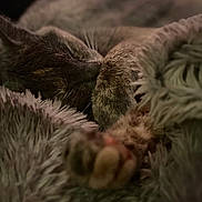 Indica joined the competition — help win amazing prizes! animal, blanket, cat, close_up, comfort, cozy, cute, fur, furry, indoor, nap, paw, pet, relaxation, resting, sleeping, soft, tabby_cat, warm, whiskers