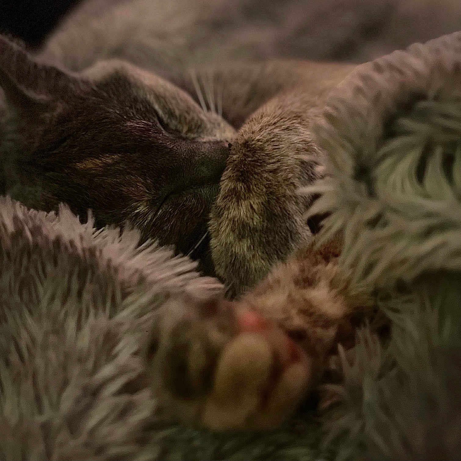 Indica