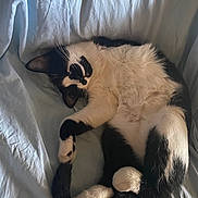 Chaos is registered to the contest to win money with this photo: cat, black_and_white, sleeping, curled_up, fur, pet, indoor, bed, blanket, cozy, resting, animal, whiskers, paw, tail, cute, relaxed, feline, soft, domestic