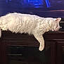 Sketchy is registered to the contest to win money with this photo: cat, white_cat, sleeping, fluffy, feline, domestic_cat, indoor, cabinet, wooden_furniture, relaxation, pet, animal, fur, resting, home, television, lazy, cozy, quiet, peaceful