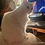Sketchy joined the competition — help win amazing prizes! cat, white_cat, fluffy, pet, indoor, sunlight, window, curtains, clock, wooden_clock, bed, blanket, furniture, television, relaxing, domestic, animal, side_view, glowing_fur, cozy