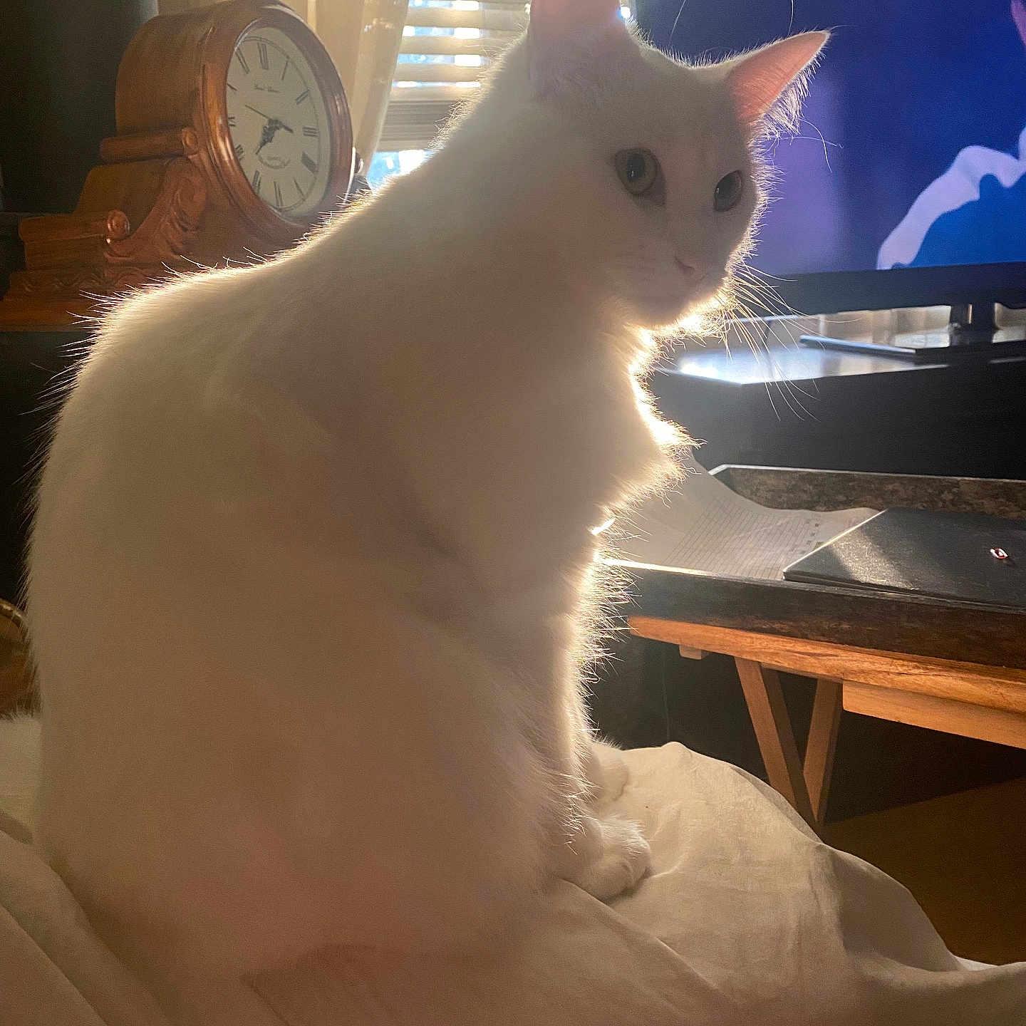 Sketchy joined the competition — help win amazing prizes! animal, bed, blanket, cat, clock, cozy, curtains, domestic, fluffy, furniture, glowing_fur, indoor, pet, relaxing, side_view, sunlight, television, white_cat, window, wooden_clock