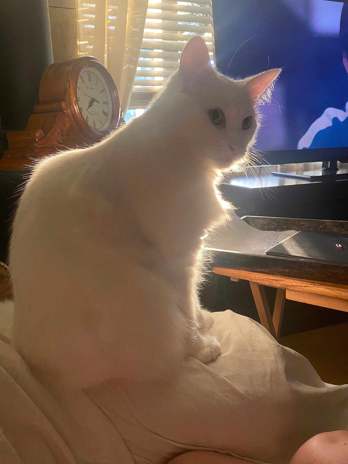 Sketchy joined the competition — help win amazing prizes! cat, white_cat, fluffy, pet, indoor, sunlight, window, curtains, clock, wooden_clock, bed, blanket, furniture, television, relaxing, domestic, animal, side_view, glowing_fur, cozy