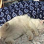 cat, white_cat, sleeping, bed, comforter, patterned_bedding, fluffy, indoor, cozy, resting, feline, paw, headboard, decor, sloth_figurine, blue_wall, soft, nap, furniture, relaxed