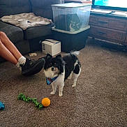 Koda joined the competition — help win amazing prizes! dog, bandana, carpet, toy, orange_ball, green_rope_toy, couch, blanket, plastic_bin, cat, box, legs, shoe, socks, television, furniture, living_room, plant, indoor, pet