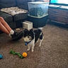dog, bandana, carpet, toy, orange_ball, green_rope_toy, couch, blanket, plastic_bin, cat, box, legs, shoe, socks, television, furniture, living_room, plant, indoor, pet