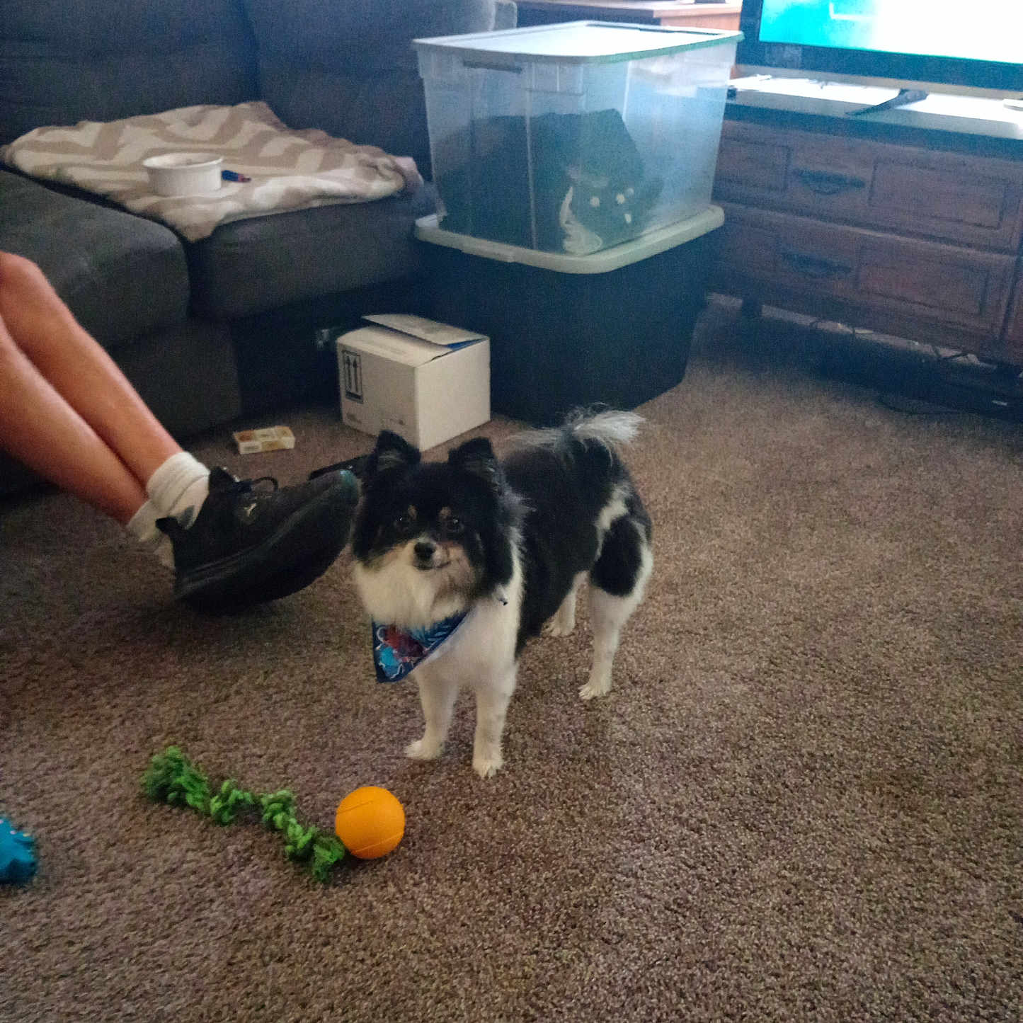 Koda