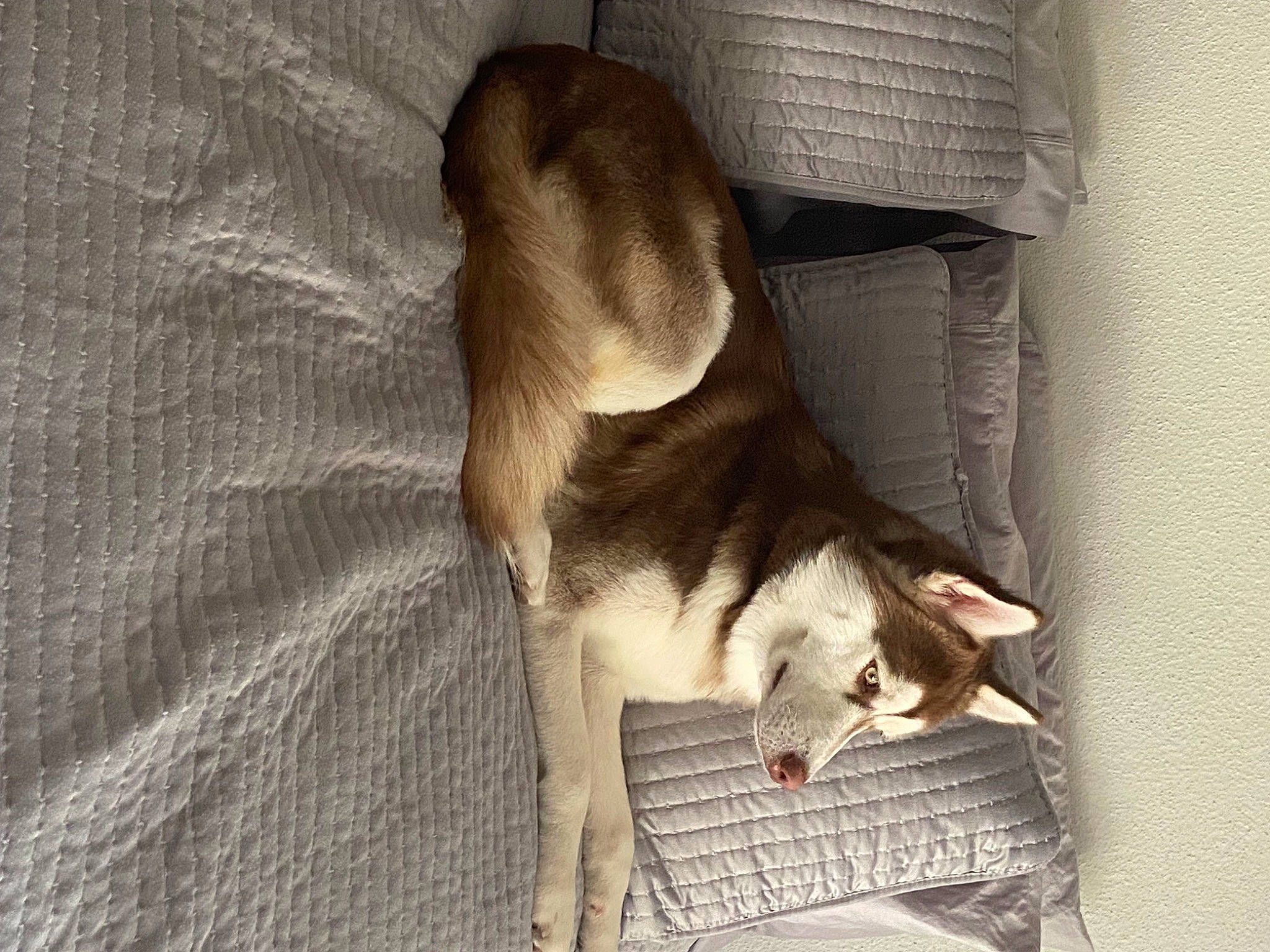 Kona Tyler Simmons is registered to the contest to win money with this photo: carnivore, comfort, companion_dog, dog, dog_breed, fawn, felidae, flooring, fur, hardwood, human_leg, nap, paw, small_to_medium_sized_cats, snout, sporting_group, tail, whiskers, wood, working_animal