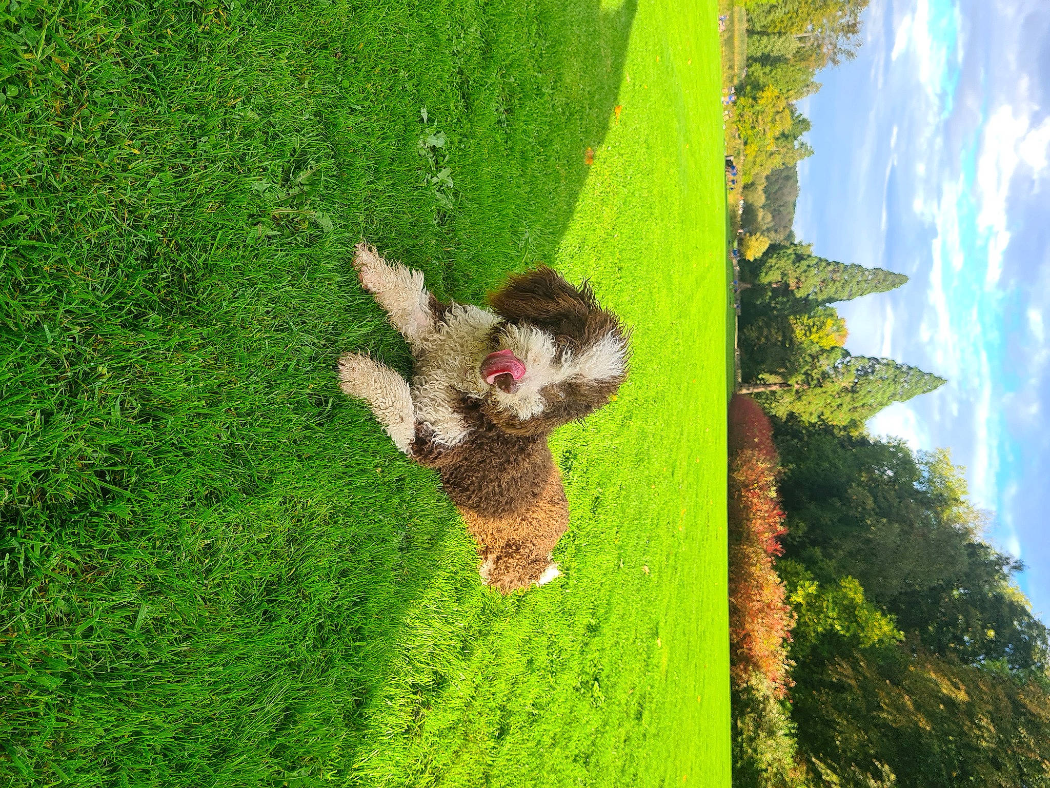 Izzy a rejoint le concours — aidez-le/la à gagner de superbes lots ! biome, botany, cloud, grass, grassland, green, groundcover, landscape, lawn, leisure, meadow, natural_landscape, pasture, people_in_nature, plant, shrub, sky, slope, tree, vegetation