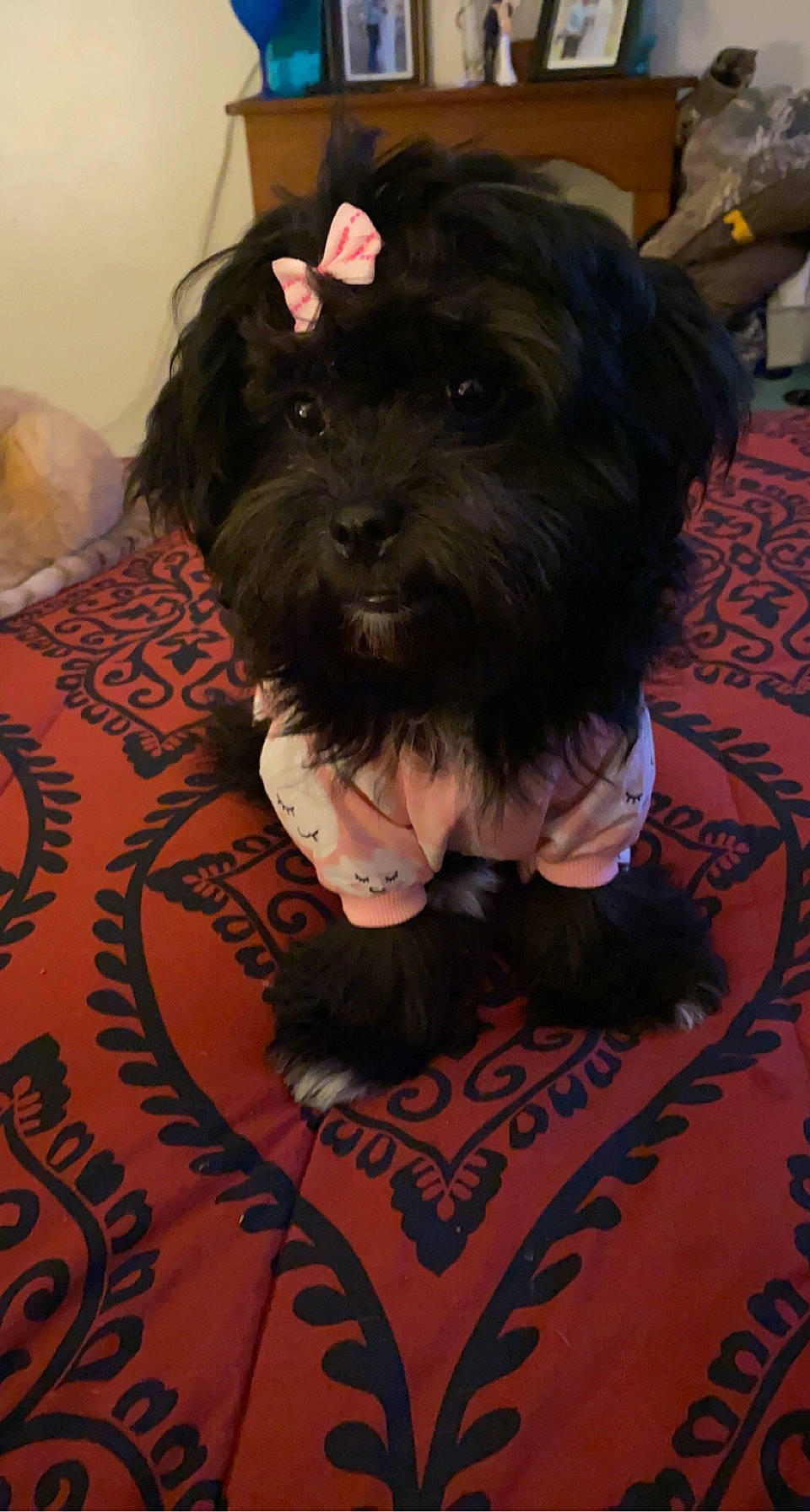 Stormi Sky joined the competition — help win amazing prizes! canidae, carnivore, companion_dog, dog, dog_breed, dog_supply, flooring, font, fur, liver, non_sporting_group, paw, schnauzer, small_terrier, snout, sporting_group, standard_schnauzer, terrier, toy_dog