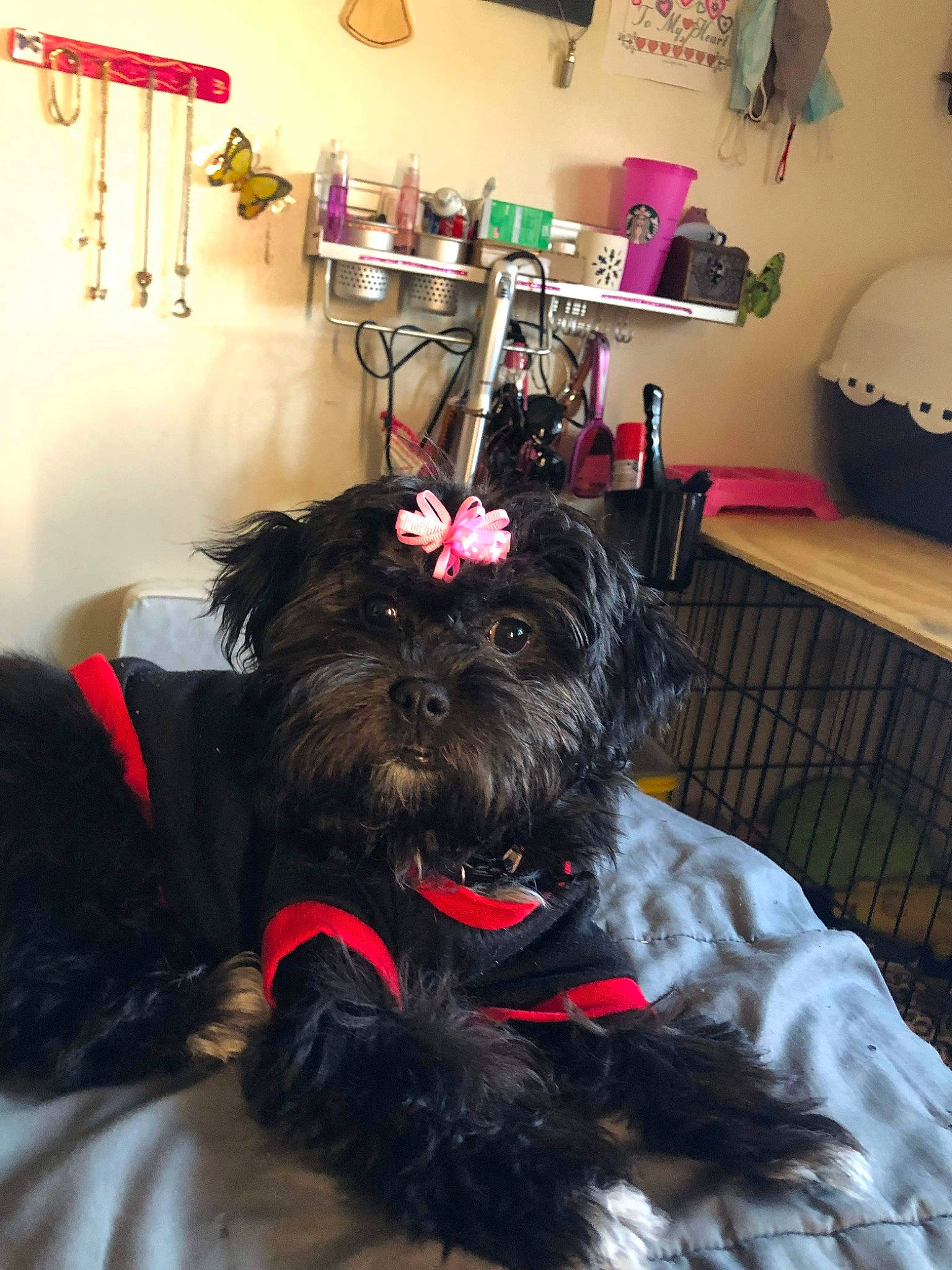 Stormi Sky is registered to the contest to win money with this photo: canidae, carnivore, collar, comfort, companion_dog, dog, dog_breed, dog_supply, flooring, fur, houseplant, lamp, natural_material, picture_frame, room, small_terrier, sporting_group, terrier, water_dog, working_animal