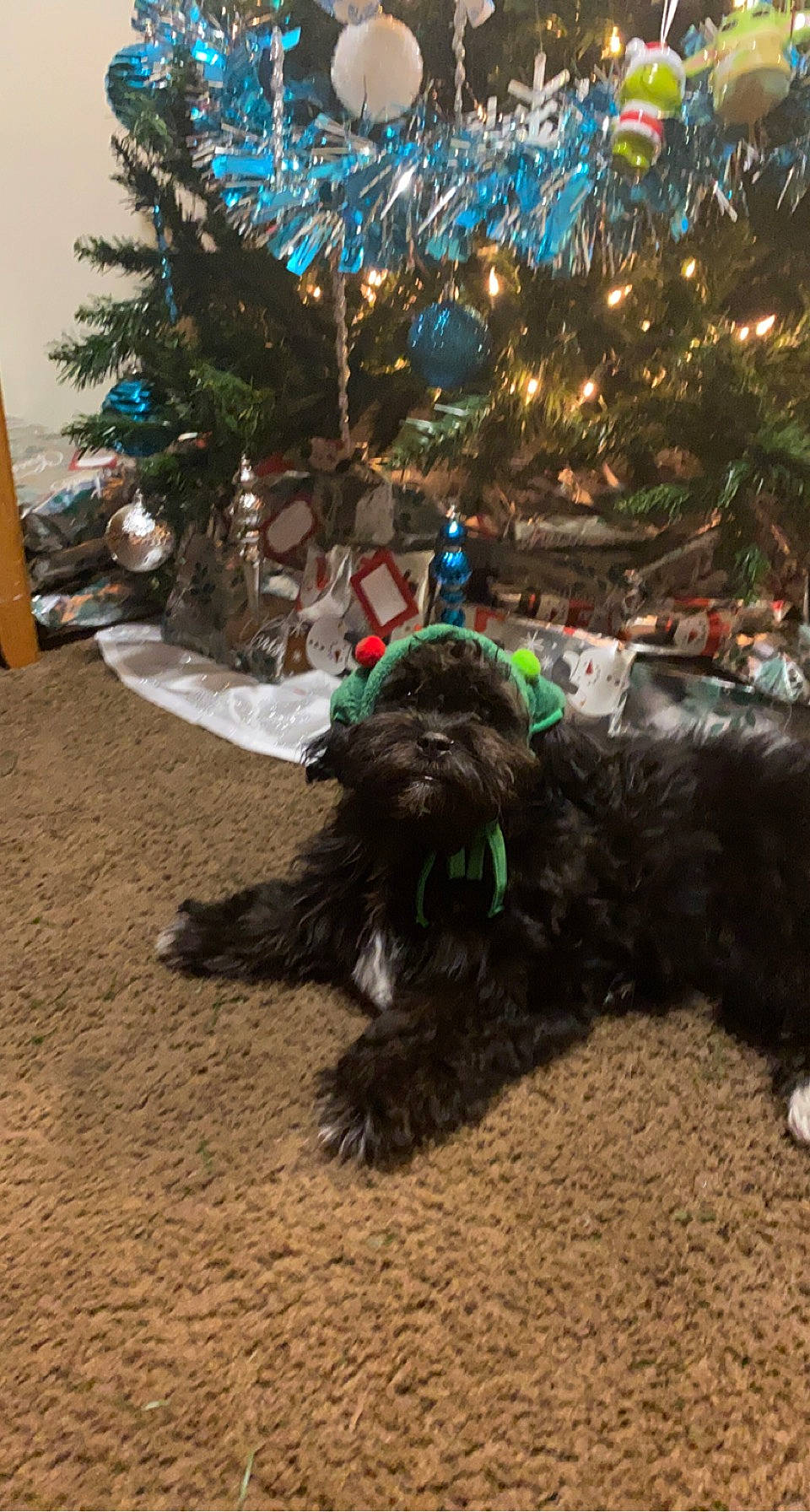 Stormi Sky joined the competition — help win amazing prizes! carnivore, christmas, christmas_decoration, christmas_tree, collar, companion_dog, conifer, dog, dog_breed, dog_collar, event, evergreen, fur, holiday, interior_design, tail, terrier, tree, winter, working_animal