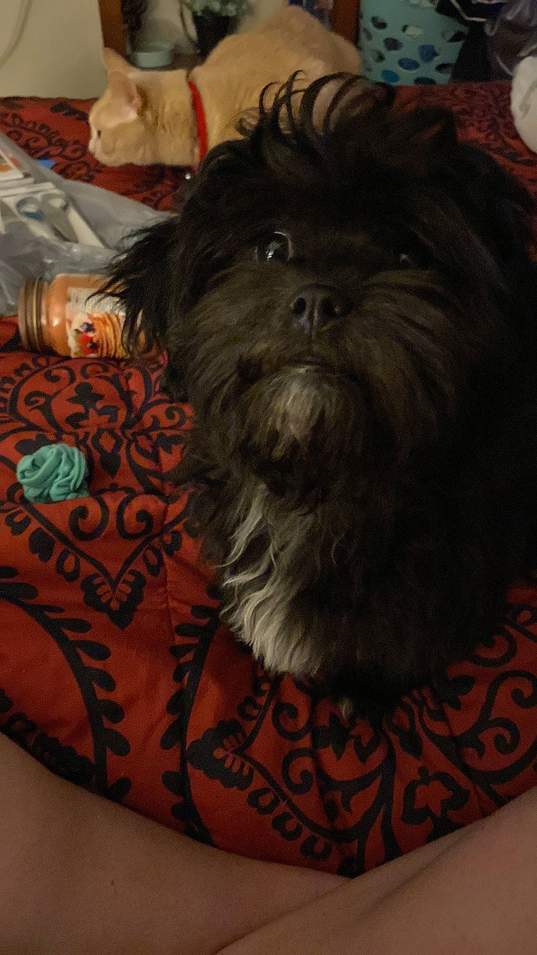 Stormi Sky joined the competition — help win amazing prizes! canidae, carnivore, comfort, companion_dog, dog, dog_breed, dog_supply, fur, liver, non_sporting_group, pattern, sleeve, small_terrier, snout, sporting_group, terrestrial_animal, terrier, toy_dog, working_animal