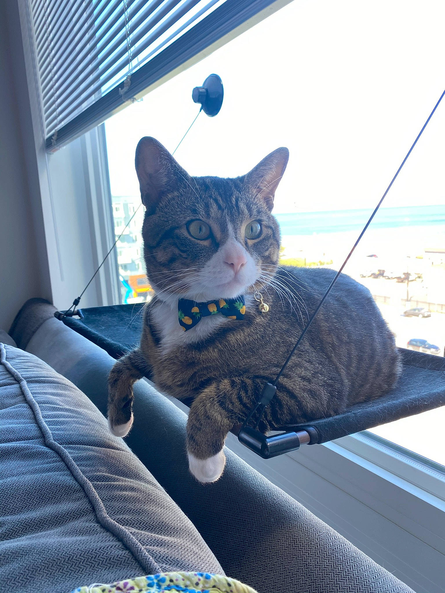 Bailey joined the competition — help win amazing prizes! azure, blue, carnivore, cat, comfort, couch, domestic_short_haired_cat, electric_blue, fawn, felidae, fur, grey, pattern, sitting, sky, small_to_medium_sized_cats, snout, tail, water, whiskers